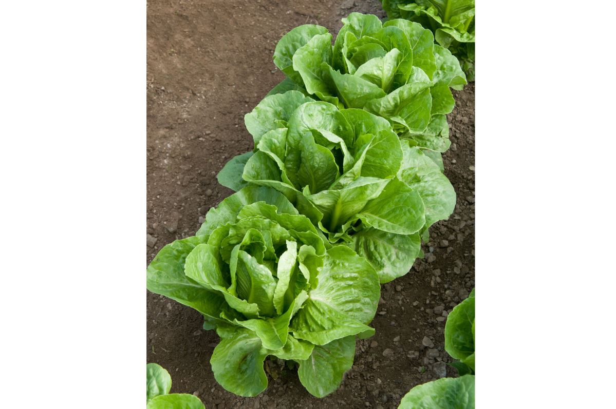 Coastal Star – Organic Lettuce Seed